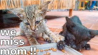 CRUEL Owners EVICT Them: Abused Kittens BEG for Food.... Meow Cat Rescue Cat videos Purr
