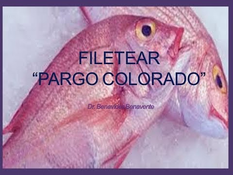 Vídeo: Novo Registro Do Pargo Spotstripe, Lutjanus Ophuysenii (Perciformes: Lutjanidae) Da Coréia