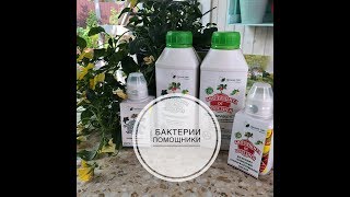 видео: ВНИМАНИЕ - БАКТЕРИИ!!! Дачные сезоны Марины Рыкалиной картинка: ВНИМАНИЕ - БАКТЕРИИ!!! Дачные сезоны Марины Рыкалиной