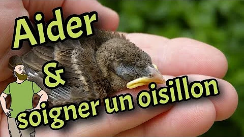 Comment aider un oisillon tombé du nid ?