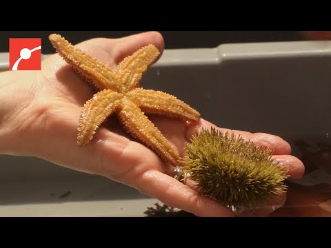 Video: Kommer sjöstjärnor att äta sjöborre?
