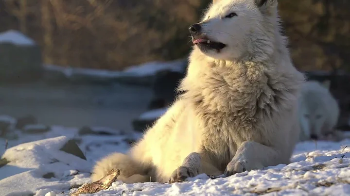 Honoring Gray Wolf Alawa