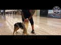 Aussie Echo | Confidence | owner testimonial | off leash obedience | Nova dog trainers Aussie Echo | Confidence | owner testimonial | off leash obedience | Nova dog trainers