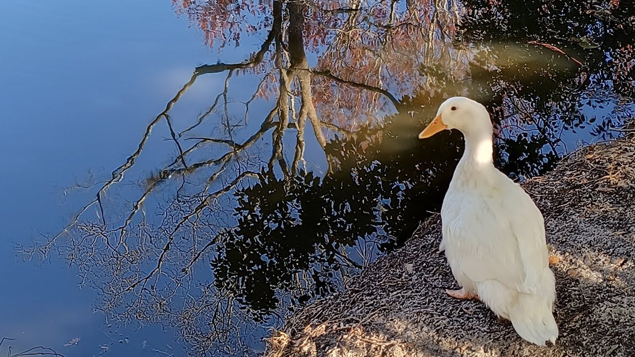 Meet Iris My Pekin Duck (and see her taking a BATH)!!