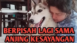 ADOPSI ANJING SIBERIAN HUSKY DARI @MARIA STRAY HOME