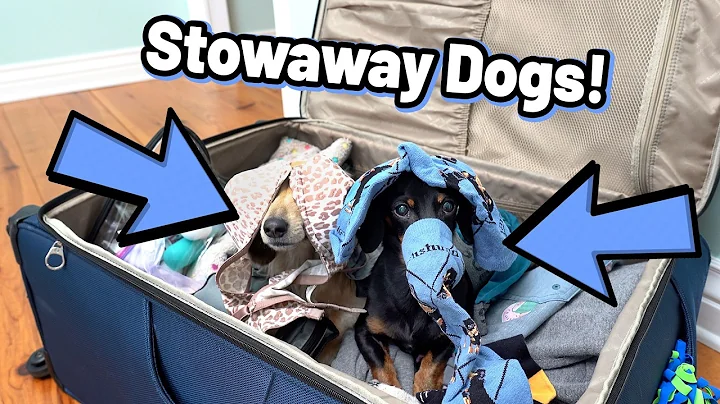 Ep 62: The Dogs Go on a SURPRISE TRIP! (Part 1)
