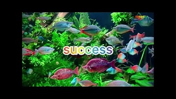 Hồ Cá Cầu Vồng 2m5 Siêu Đẹp - Phan Phuc