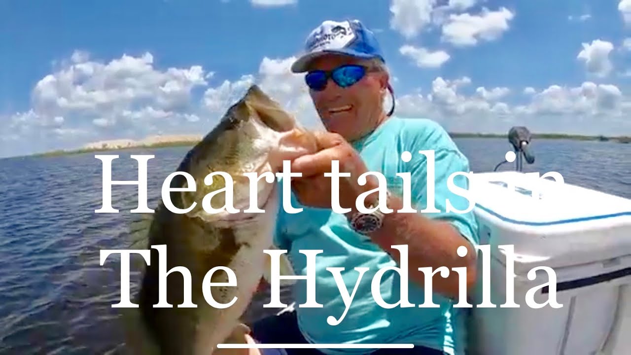 Big Bass in the Hydrilla on the Heart Tail YouTube