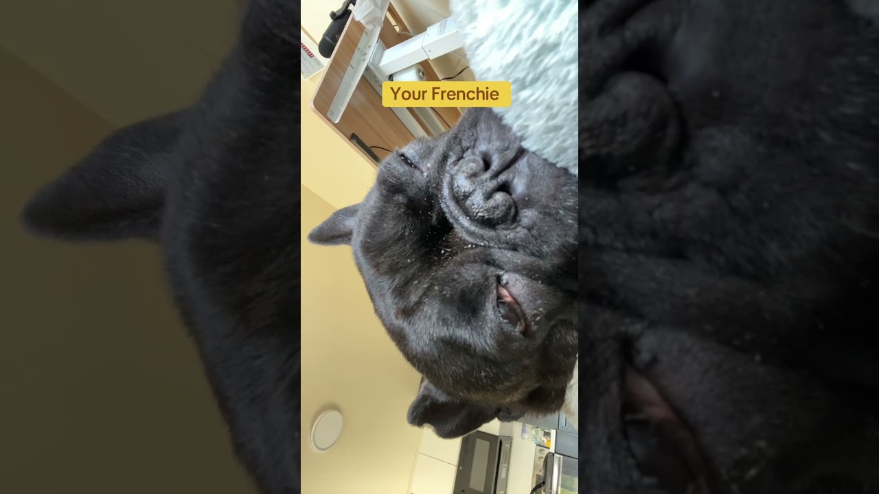 & Vienna Frenchie vs toddler