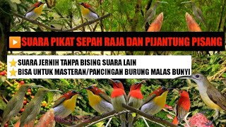 Suara Pikat Sepah Raja & Pijantung Pisang Manggil Kumpulan