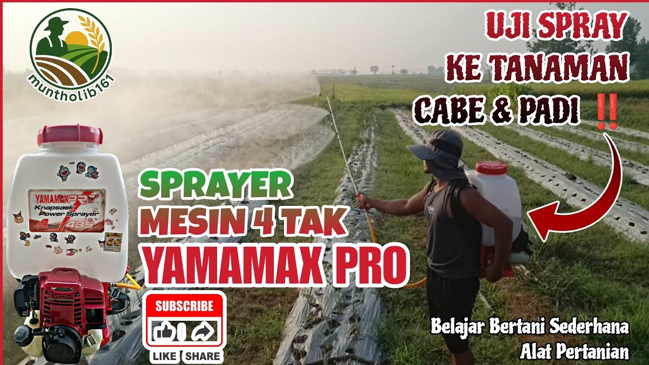 Sprayer 4 Tak YAMAMAX PRO!! Uji Semprot ke Cabe & Padi 🌶️🌾 🔥 