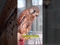 3 fakta unik burung falcon #faktaunik