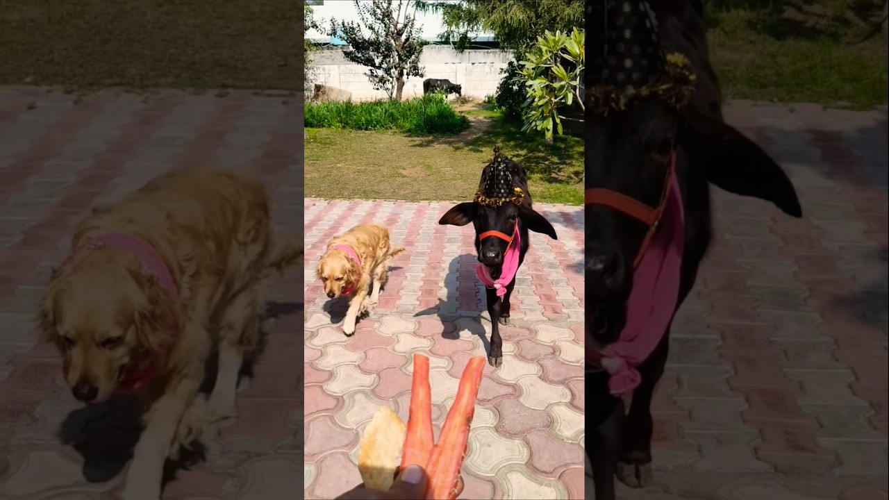 When a Cow and a Dog Celebrate Together! 