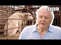 David Attenborough’s warning: are humans responsible for pandemics? | Extinction: The Facts - BBC