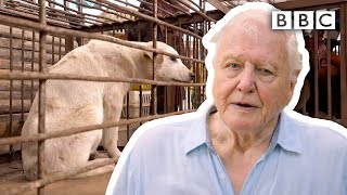 David Attenborough’s warning: are humans responsible for pandemics? | Extinction: The Facts - BBC