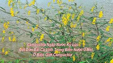 Campuchia Ngập Nước Kỷ Lục - Đặt Dớn Cá Linh Trong Biển Nước 3 Mét - Ở Biên Giới Campuchia