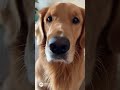 Golden retriever collection #goldenretriever #pets #goldenretreivers #cute #puppy #funny #animals