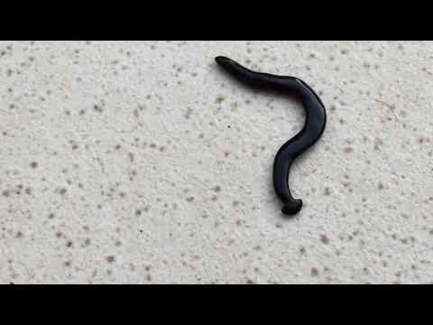 Humbertium Covidum: An Invasive Hammerhead Worm Found in Italy