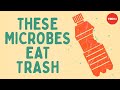 Meet the microbes that could eat your trash - Tierney Thys and Christian Sardet