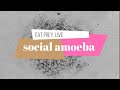 Eat prey, Live | Social Amoeba | Dictyostelium discoideum | Aggregation | Amazing Nature