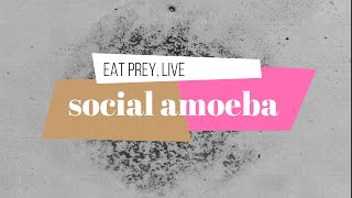 Eat prey, Live | Social Amoeba | Dictyostelium discoideum | Aggregation | Amazing Nature