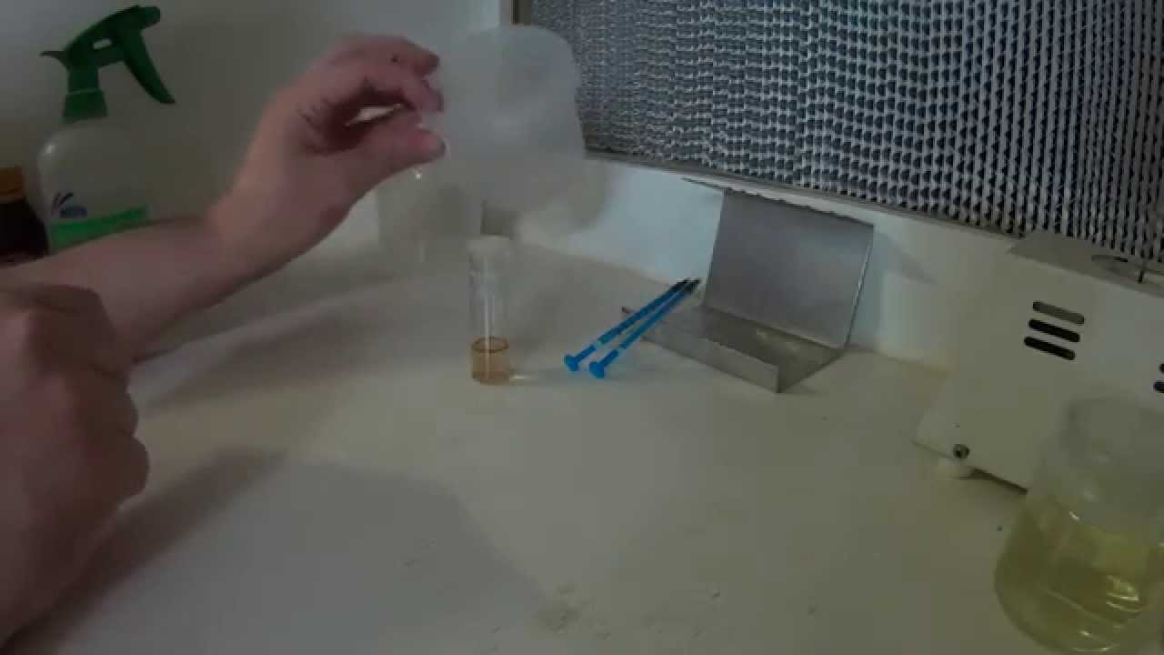 orchid seed tissue culture