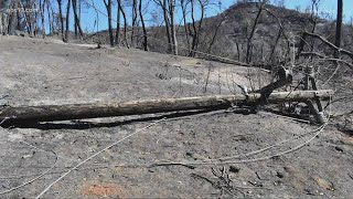 Criminal charges to be filed against PG&E for Zogg Fire deaths