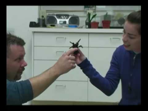 museums in london spider handling