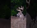 What would he Score? Video to this hunt on my profile #bowhunting #hunting #deer #whitetaildeer