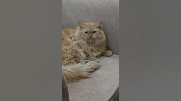 Video 11782271: cute persian cat