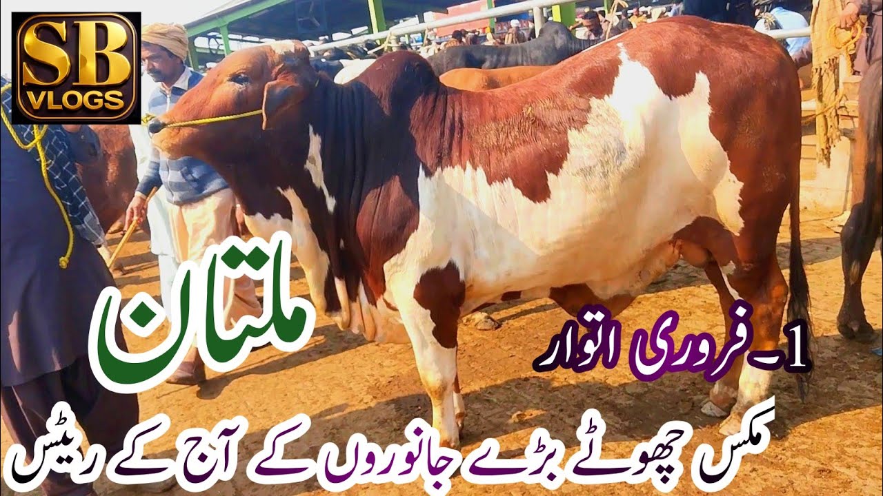 Today Multan Cow Mandi New fresh latest update| Cholistani Sahewal Chota Barra Mall |1 February 2026