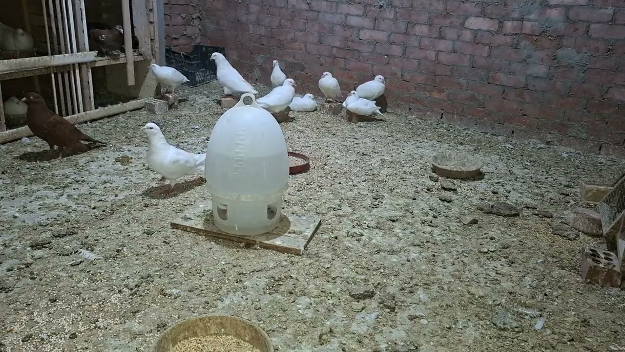 الخل سر صحة الحمام اللي كل المربين بيتجاهلوه!#الخل_للحمام#تربية_الحمام#نصائح_الحمام#زغاليل#لحمام