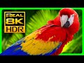 Amazing Macaw Parrots in REAL 8K HDR - Colorful Birds &amp; Nature Sounds - 8K TV Short Demo