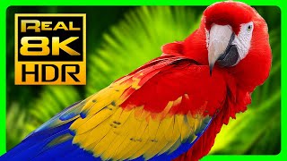 Amazing Macaw Parrots in REAL 8K HDR - Colorful Birds \& Nature Sounds - 8K TV Short Demo