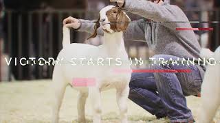 Next Level Livestock Camps: hog, sheep and goat camps