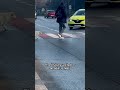 Adorable dog waits for person to cross with at crosswalk