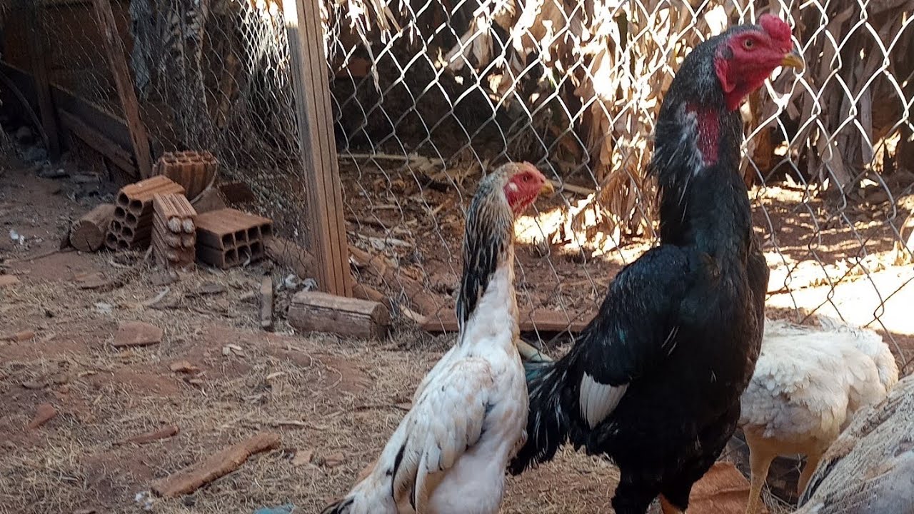 Plantel de shamo puro formado, vamos com força máxima.