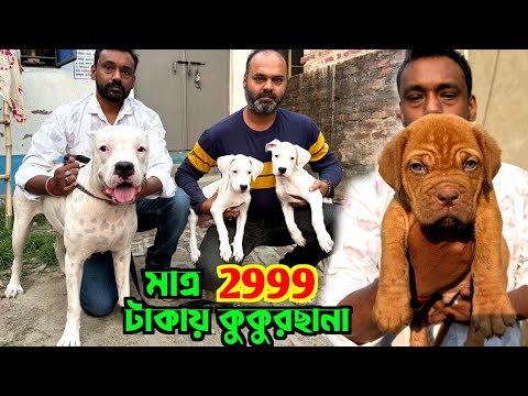Dogo Argentino French Mastiff Puppies Sale Low Price Dog Market In Kolkata Price 