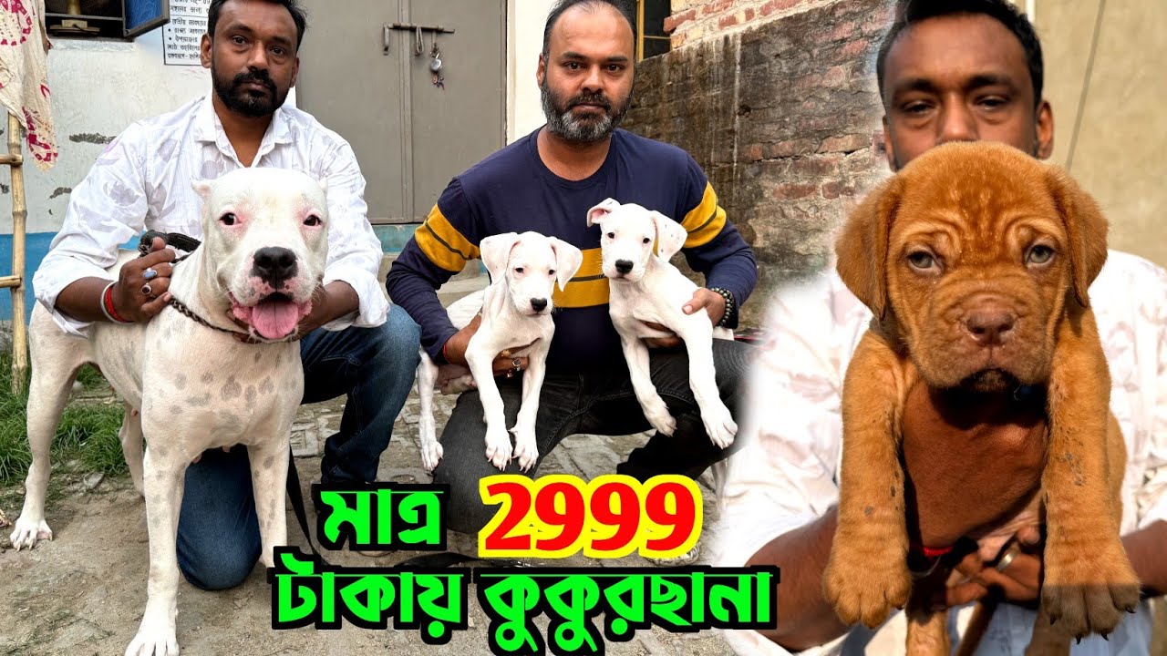 Dogo Argentino & French Mastiff Puppies Sale Low Price. Dog Market in Kolkata Price.
