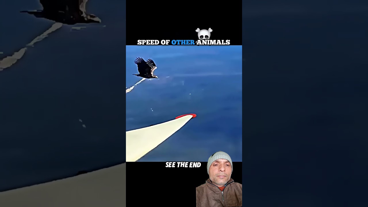 Falcon vs Eagle: The Sky Turns Into a Battlefield! ⚡🦅