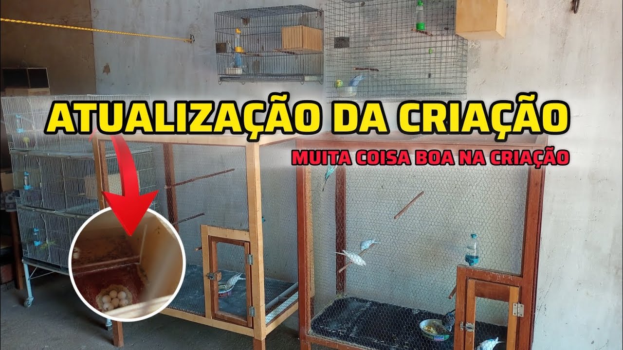 ATUALIZAÇÃO DA CRIAÇÃO//PERIQUITO AUSTRALIANO 