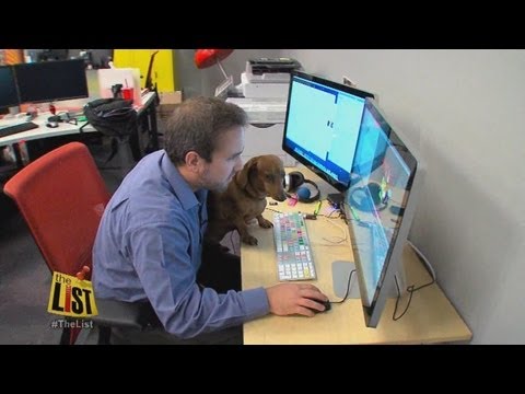 वीडियो: कार्य दिवस की पार्टी में अपने कुत्ते को ले जाएं