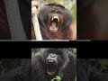 How Powerful are Gorillas Compared to Other Apes? #apes  #gorilla  #chimpanzee  #orangutan