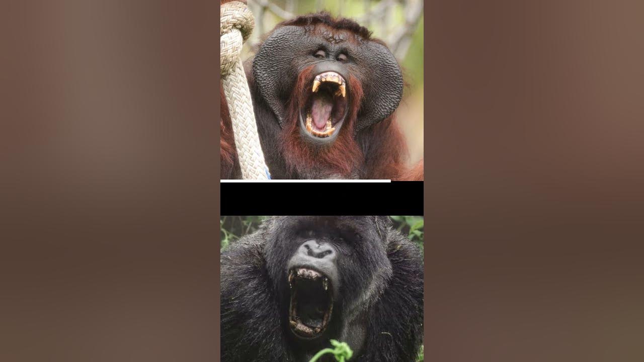 How Powerful are Gorillas Compared to Other Apes? #apes #gorilla #