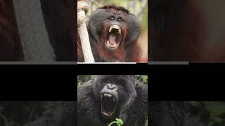 How Powerful are Gorillas Compared to Other Apes? #apes  #gorilla  #chimpanzee  #orangutan