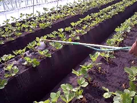 イチゴ定植後の手灌水 19 Youtube