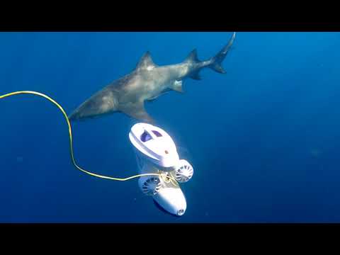 Drone diving with lemon sharks in Florida | Blueye Pioneer underwater drone