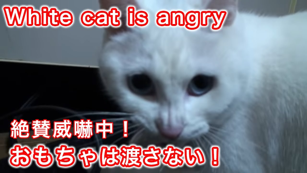 おもちゃを奪われたくない怒る白猫 White Cat That S Angry Because She Doesn T Want Her Toy Taken Away 唸るねこ 怖い猫 動物映像 Youtube
