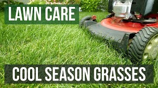 Cool Season Grasses: A Lawn Care Guide