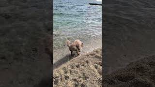 Веселая Бетти скачет по морю.
